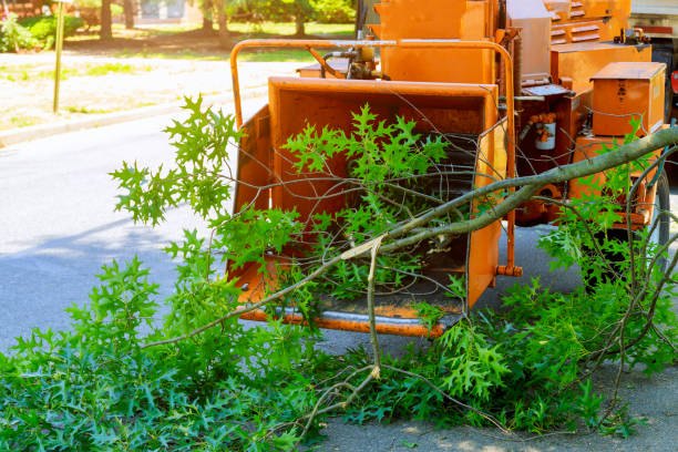 Large Tree Removal in Barnwell, SC